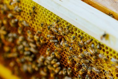 Arı yetiştiricisi bal topluyor. Arıcılık konsepti. Yüksek kalite fotoğraf