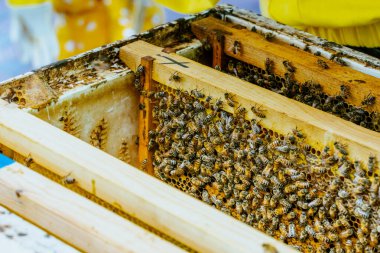 Arı yetiştiricisi bal topluyor. Arıcılık konsepti. Yüksek kalite fotoğraf