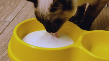 kedi süt içer
