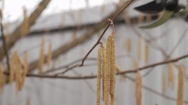 Eldivenli bahçıvan çiçek açmış bir fındığı buduyor. Erken bahar budama