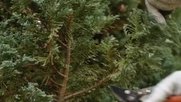 Jardineiro Está Cortando Uma Árvore Cedro Poda Para Moldar Cedro — Vídeo de Stock