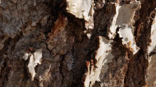 Getah birch keluar. getah drop glitters di bawah sinar matahari — Stok Video