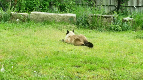 Ragdoll kat springt en speelt met levende muis hij gevangen — Stockvideo