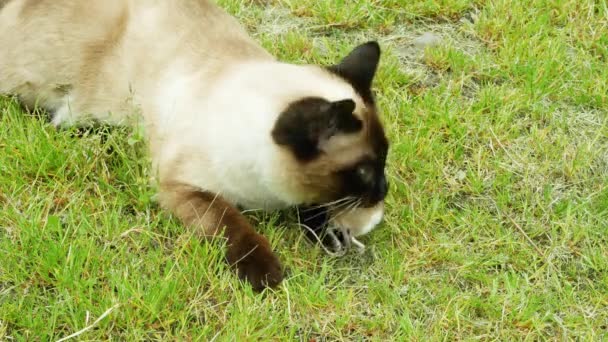 Kat is sissen met de muis in zijn mond — Stockvideo