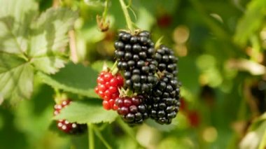 Bahçedeki böğürtlenleri yakın.