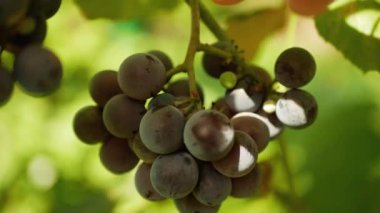 Kırmızı üzüm, güneşte yetişir.