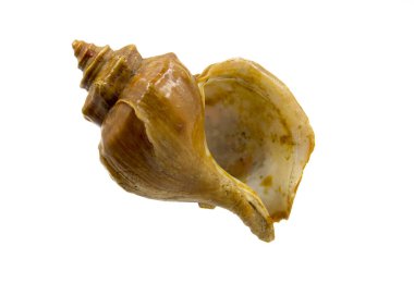 Akvaryum için doğal deniz kabuğu