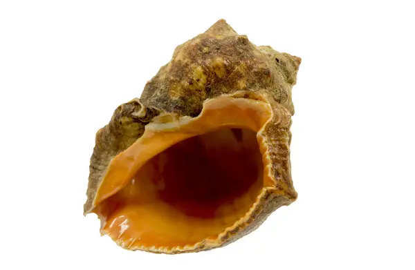 Concha Molusco Natural Para Aquário — Fotografia de Stock