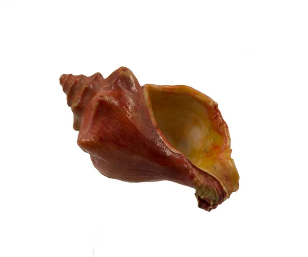 Морський Молюск Тромбоцитів — стокове фото