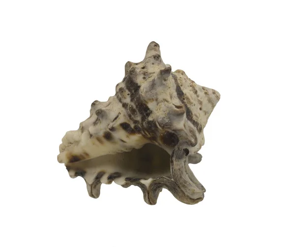 Naturalne Muszle Morskie Cierniami — Zdjęcie stockowe