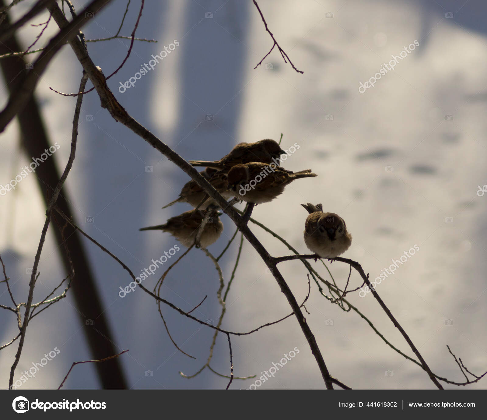 Burung Pipit Pada Cabang Musim Dingin Stok Foto C Swift30 441618302
