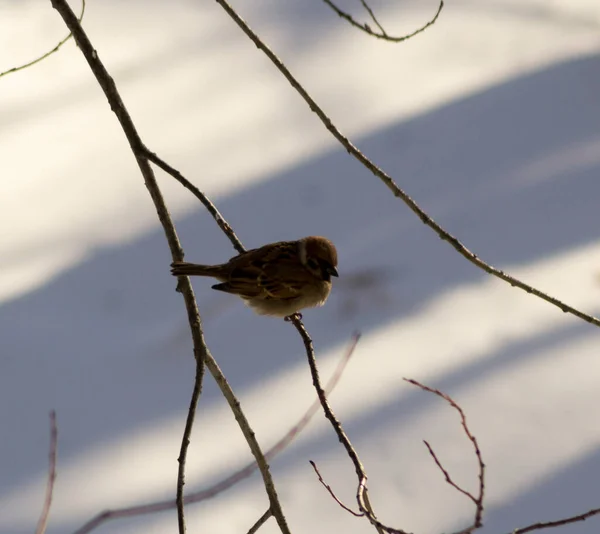 Moineau Gazouille Sur Une Branche Hiver — Photo