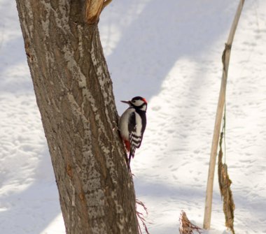 Ağaçtaki ağaçkakan kışın besleniyor