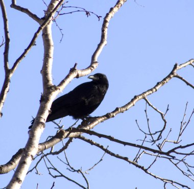Karga yana bakıyor.