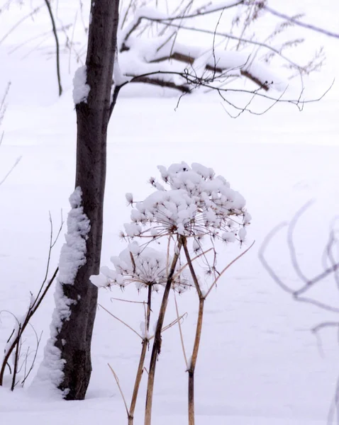 Winter Landscape Dry Plant Snow — Stock Photo, Image