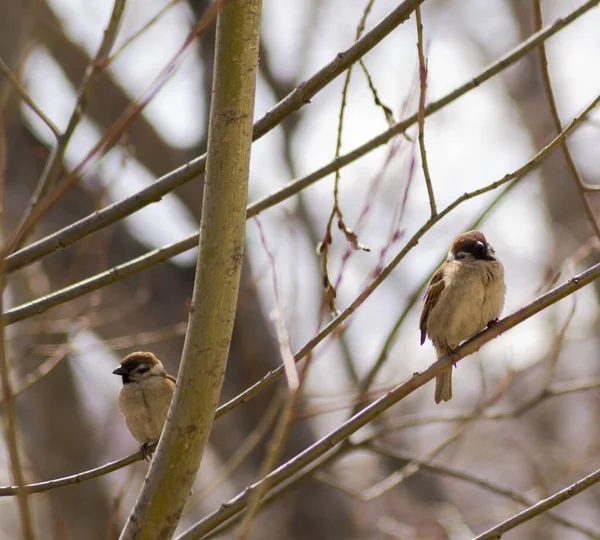 Zwei Spatzen Auf Einem Ast Frühling — Stockfoto