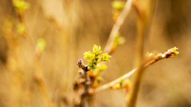 Bahar yeşili tomurcuğunda çalılık