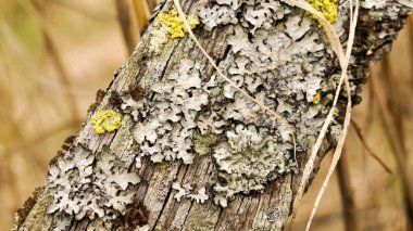 Eski tahta gri yosun kahverengi sarı