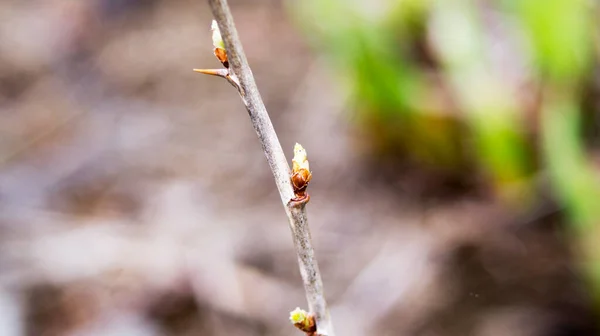 Printemps Buisson Branche Épine Trois Bourgeons — Photo