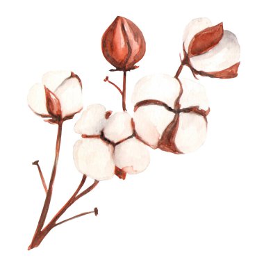 Pamuk çiçeği suluboya tekniği ile yapılır. Kumaş ve kağıt üzerine baskı yapmak için..