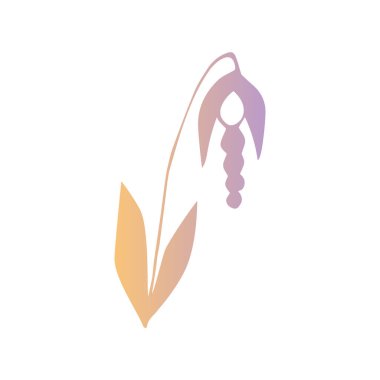 Efsanevi çiçek, karalama stilinde bir karalama şeklinde yapılır. Sonbahar ve bahar çiçekleri.