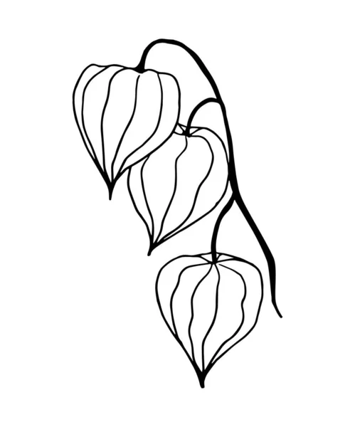 Cerise d'hiver. Une branche de physalis isolée sur blanc, dessinée avec un contour en forme de coloration. — Image vectorielle