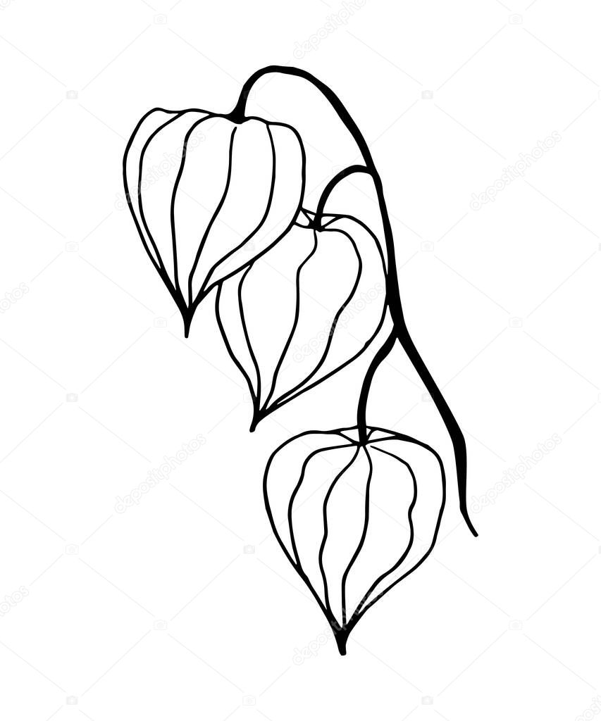 Winter cherry. A branch of physalis isolated on white, drawn with a contour in the form of coloring.
