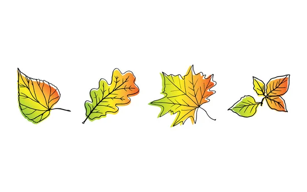 Samenstelling van herfstbladeren van linde, esdoorn, eik, berk. Bladeren van alle tinten van de herfst - rood, geel, groen, goud. — Stockvector