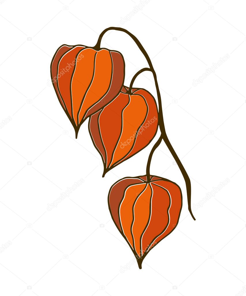 Winter cherry. A branch of physalis consisting of three orange flowers isolated on white.