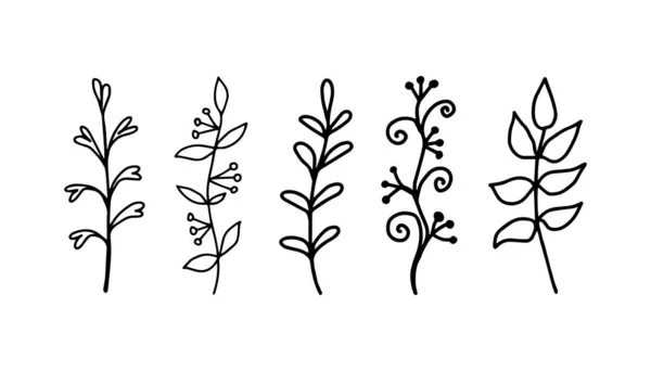 Folhas lineares desenhadas à mão, ramos. Elementos botânicos plantas em crescimento. Ilustração vetorial — Vetor de Stock