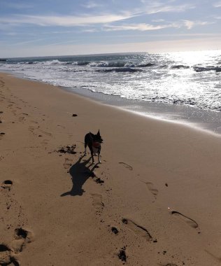 Köpek Mallorca sahilinde gün batımında