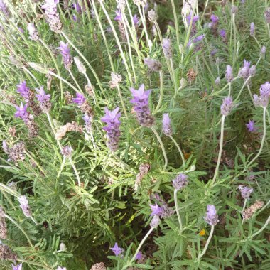 Palma de Mallorca mezarlığındaki yabani bitkiler ve ağaçlar