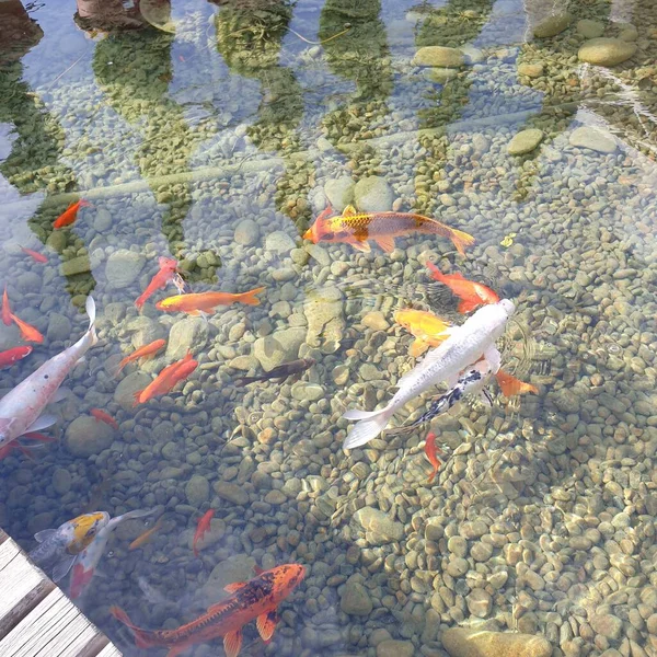公园池塘里的金鱼 — 图库照片