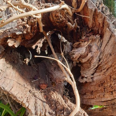İçi boş ağaç, eski zeytin gövdesi