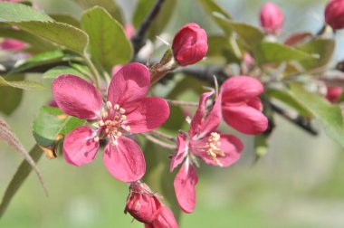 Çiçekli elma ağacı.