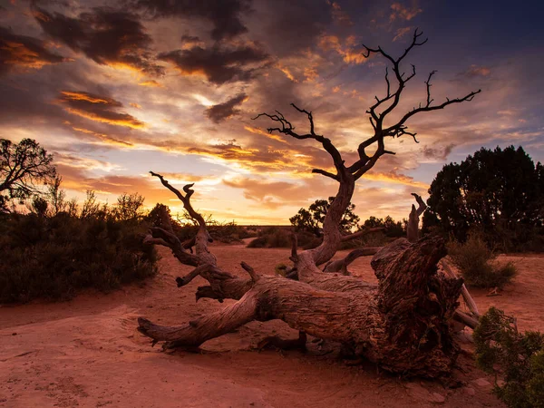 Sušený Strom Monument Valley Západu Slunce Barevnými Velkolepými Mraky Arizona — Stock fotografie