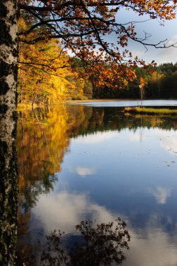 Renkli sonbahar ormanı ön planda huş ağacıyla gölde yansıyor.