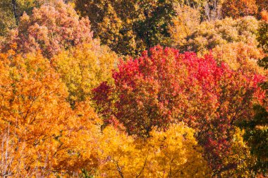 Sonbahar yaprağı rengi, birçok yaprak döken ağaç ve çalılığın normal yeşil yapraklarını etkileyen bir olgudur. Sonbahar mevsiminde, çeşitli sarı, turuncu, kırmızı, mor ve kahverengi tonlarda ağaçlar mevcuttur..