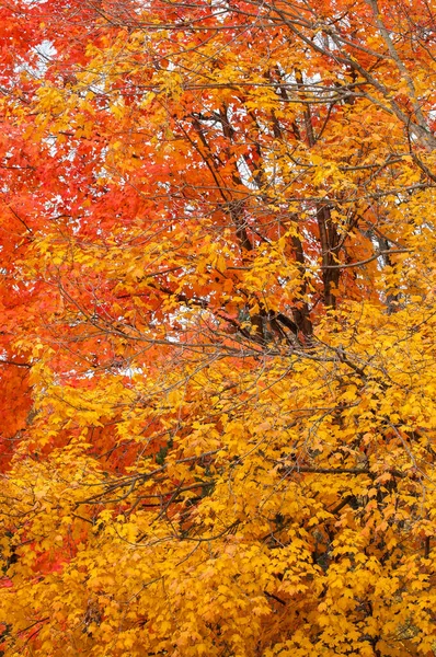 Colore Delle Foglie Autunnali Fenomeno Che Colpisce Normali Foglie Verdi — Foto Stock