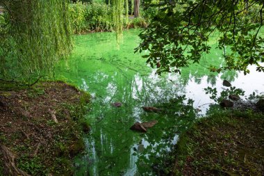 Durgun bir göletin yüzeyi çevreleyen ağaçların kısmi bir yansımasıyla canlı yeşil bir alg çiçeğiyle kaplıdır..