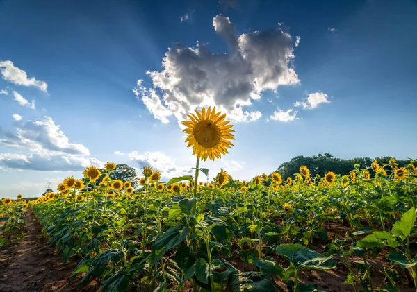 Campo Girasoli North Carolina — Foto Stock