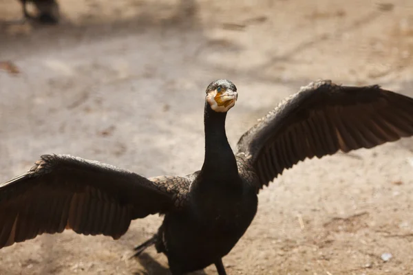 The great cormorant — Stock Photo, Image