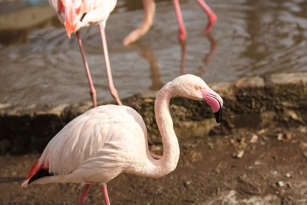 Flamingos — Stock Photo, Image