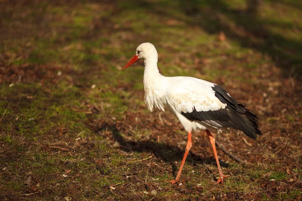 The stork — Stock Photo, Image