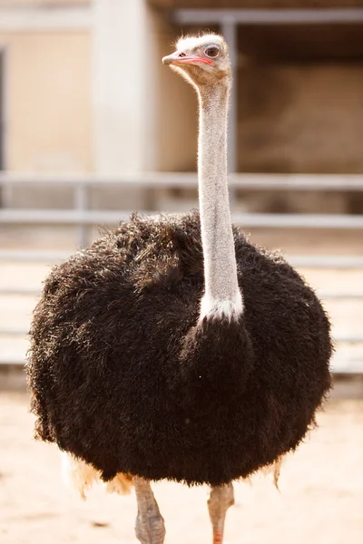 The ostrich — Stock Photo, Image