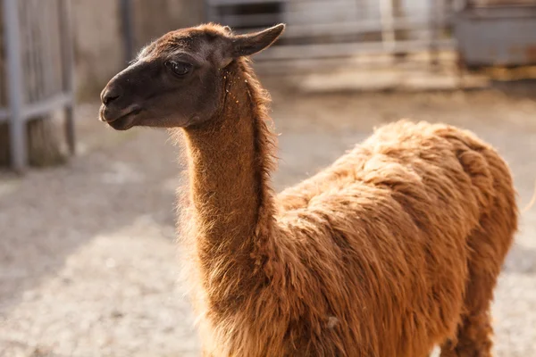 The lama — Stock Photo, Image