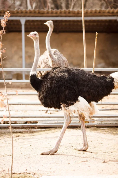 The ostrich — Stock Photo, Image