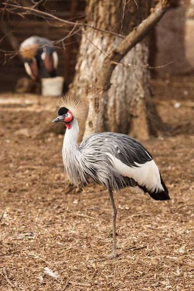 The crowned crane — Stock Photo, Image