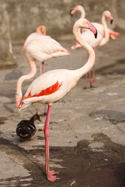 The flamingo — Stock Photo, Image