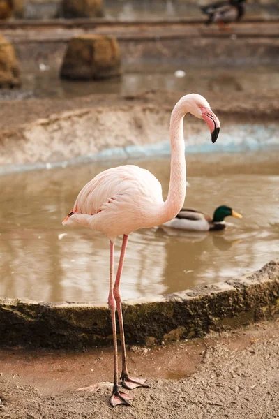 The flamingo — Stock Photo, Image
